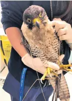  ??  ?? > The falcon found in Edgbaston