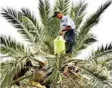  ??  ?? A man picks fruits from a palm tree, to be used for making legmi.