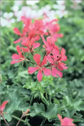  ??  ?? PRIDE OF PLACE: Pelargoniu­ms offer intense and prolific flowering.