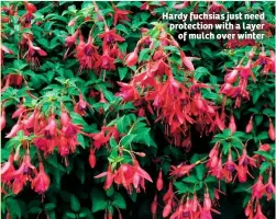  ??  ?? Hardy fuchsias just need protection with a layer of mulch over winter
