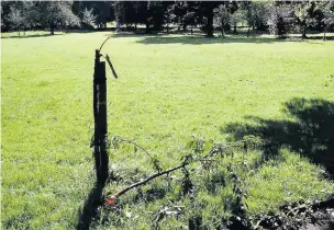  ??  ?? Newly planted tree in Great Harwood (above) and the flag pole (right) that have been damaged by vandals.