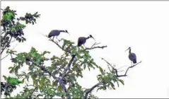  ?? NATURELIFE CAMBODIA ?? Eight nests of white-shouldered ibis successful­ly hatched with 13 chicks at Lomphat Wildlife Sanctuary in May.