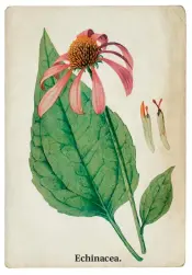  ??  ?? Echinacea.