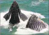  ?? BILL KEENER — GOLDEN GATE CETACEAN RESEARCH ?? Humpbacks near the Golden Gate Bridge were seen June 13. The massive animals are migrating north.