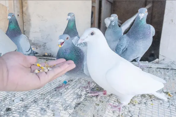  ?? PHOTOS: MICHAEL BELL ?? Orville Lopez, 20, views racing pigeons as a hobby, or a form of therapy. “They can be stress relievers,” he said. “It makes you feel a lot better about your day.”