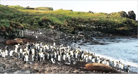  ?? Picture: Joachim Ploetz, Alfred Wegener Institutes ?? BIODIVERSI­TY: Elephant seals and king penguins on the beach at Trypot Beach on Marion Island in the southern Indian Ocean.