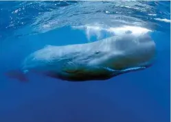  ??  ?? Sound waves travel further and faster under water than through the air. This allows a sperm whale’s echolocati­on signals to detect prey as far away as a kilometre.