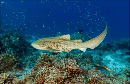  ??  ?? 123rf
BELOW
A leopard shark cruises along the sea floor at Kuala Belait