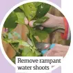  ??  ?? Remove rampant water shoots