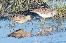  ?? BRUCE MACTAVISH PHOTO ?? The distinguis­hed stilt sandpiper with the chestnut coloured check patch feeds next to a more common place yellowlegs in pool of water in a farm field in Goulds.