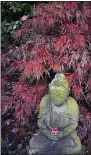  ??  ?? An antique Buddha statue with a floral offering is surrounded by a Japanese maple tree at Lotusland on Monday, Nov. 23, 2020, in Montecito, Calif. The Japanese-style strolling garden is a peaceful sanctuary, where visitors can meditate and commune with nature.