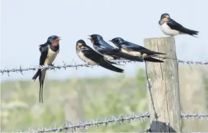  ?? Derek Brownlee ?? > Swallows mate for life and and return to the same nesting place each year