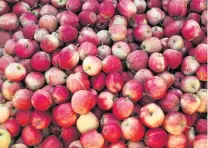  ?? PHOTO: REUTERS ?? Local supplies . . . Picked apples are seen at Stocks Farm in Suckley, Britain.