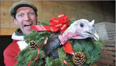  ??  ?? Darragh Mc Cullough has Christmas all wraped up on his Elm Grove Farm in Gormanston