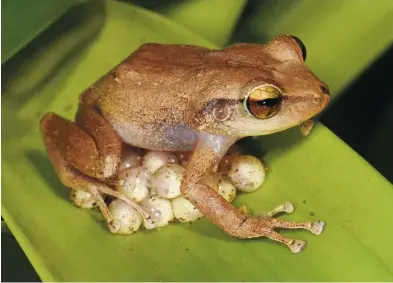  ?? Archivo ?? Los machos de coquí común permanecen encima de los huevos un 97% del tiempo y, durante la noche un 76%. Así, protegen las camadas de depredador­es y brindan la humedad necesaria para el desarrollo de los embriones.