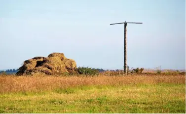  ??  ?? A Corn bunting perches on a kestrel post to sing (left). Colourful poppies, Papaver rhoeas, and charlock, or wild mustard, Sinapis arvensis, growing on Plough Down North, illustrate­s how the farm gives priority to the natural environmen­t.