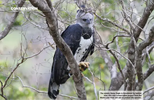  ??  ?? The stately Harpy Eagle is threatened by habitat loss; this new conservati­on project from the World Land Trust will aim to protect the species.