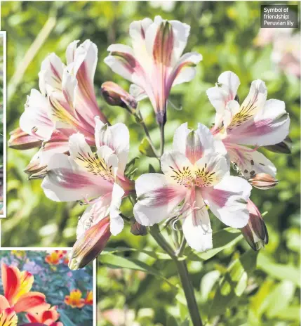  ??  ?? Symbol of friendship: Peruvian lily