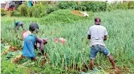  ??  ?? Heavy rains have damaged crops