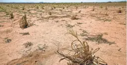  ?? DAVID WALLACE/THE REPUBLIC ?? A dead corn plant remains on a field on the Hopi Reservatio­n. Years of drought make traditiona­l dryland farming more challengin­g.