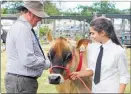  ??  ?? Dairy (and beef) cattle will be judged at Kaitaia’s A&amp;P show next month, but they won’t be welcome at Broadwood.