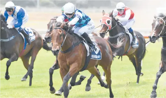  ?? Picture / Race Images ?? Endowment contests the A$650,000 Rosehill Guineas today along with a host of other Kiwi challenger­s.