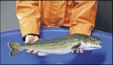  ??  ?? Bill Fairgrieve, a fisheries research biologist with the National Oceanic and Atmospheri­c Administra­tion, holds a sablefish at a research facility.