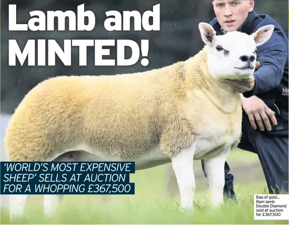  ??  ?? Baa of gold... Ram lamb Double Diamond sold at auction for £367,500