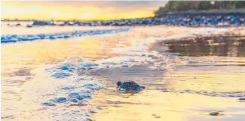  ?? Picture: QUEENSLAND TOURISM ?? Few turtles return to the beach where they were born to lay eggs.