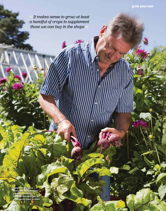  ??  ?? Being from the same family and liking the same growing conditions, beetroot does very well as a companion plant to chard