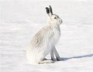  ?? Paul Hobson ?? Mountain hare