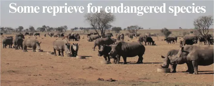  ?? PICTURES: TONY CARNIE ?? UNDER STRICT SURVEILLAN­CE: Dozens of rhinos, and some buffalo, congregate at a supplement­ary feeding post at the world’s biggest rhino breeding farm. DEHORNING: General manager Johnny Hennop uses an electric saw to “harvest” another rhino horn at the rhino breeding centre. The horns are kept in safekeepin­g along with the shavings produced during the sawing process.