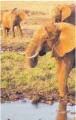  ?? FOTO: DPA ?? Elefanten brauchen viel Wasser. Steigende Temperatur­en gefährden mancherort­s ihre Existenz.