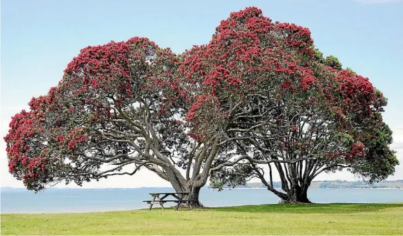  ?? 123RF ?? Pohutukawa trees are one species potentiall­y affected by myrtle rust.