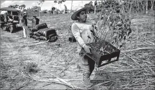  ?? RODRIGO ABD/AP ?? Forestry researcher Jhon Farfan carries saplings to replant a field damaged by illegal gold miners in Madre de Dios, Peru, on March 29. The rainforest is under increasing threat from illicit logging, mining and ranching.