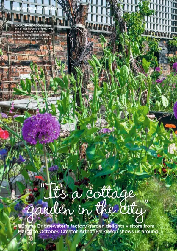  ??  ?? COORDINATE­D LOOK A vibrant mix of wall flowers, alliums, sweet peas, calendula and fennel ensures these raised beds are always full of late spring colour