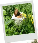  ??  ?? Patches the dog, sitting in the hugelkultu­re (no-dig raised beds) and, right, the view of the garden from the hugelkultu­re