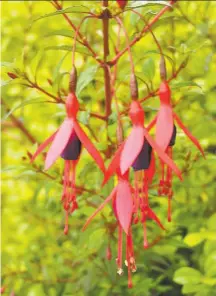  ?? Peter Baye ?? All kinds of fuchsia flowers are edible, but it’s best to remove stamens and pistils before you eat them.