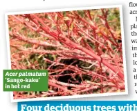  ??  ?? Acer palmatum ‘Sango-kaku’ in hot red