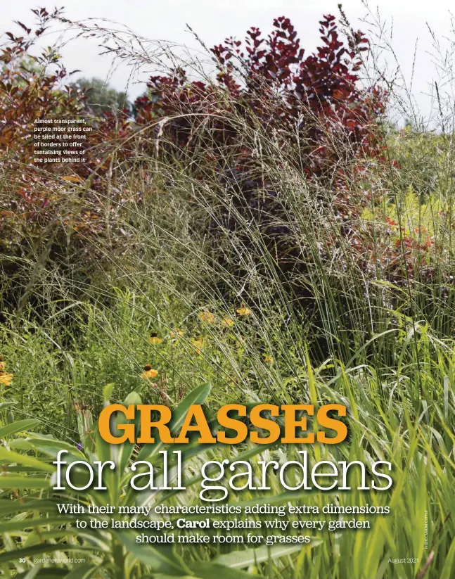  ??  ?? Almost transparen­t, purple moor grass can be sited at the front of borders to offer tantalisin­g views of the plants behind it