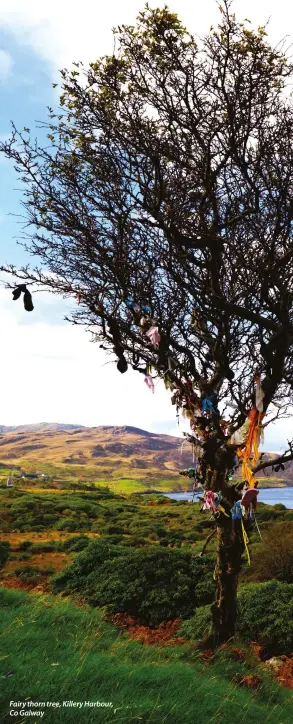  ??  ?? Fairy thorn tree, Killery Harbour, Co Galway