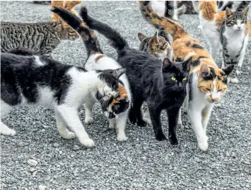  ?? CANADIAN FEDERATION OF HUMANE SOCIETIES ?? A new study on cat overpopula­tion in Canada says more of the pets are being sterilized to reduce unwanted litters, but there are still more cats than people willing to give them homes.
