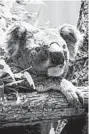  ?? TARONGA ZOO ?? A rescued koala is seen in its temporary shelter at the Taronga Zoo in Sydney.