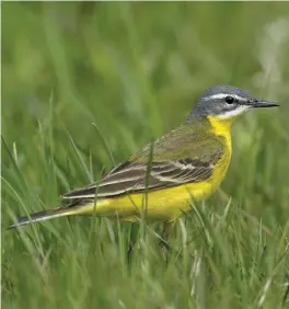  ?? ?? TEN: Male Yellow (Blue-headed) Wagtail of the subspecies flava (Flevopolde­r, The Netherland­s, 24 May 2004). This gorgeous portrait illustrate­s perfectly the characteri­stic blue-grey crown and solid blue-grey ear coverts of this form, while the white superciliu­m is typically both long and broad, including before the eye. Blue-headed Wagtails vary in the amount of white in the throat. Many are wholly yellow-throated while others, as here, show white in the malar area, with the central throat (just visible here) still strongly yellow. There is therefore no need to consider a hybrid or southern European origin for this bird.