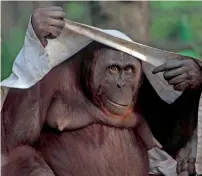  ?? — AFP ?? A female orangutan covers her head with a sheet on a warm summer day at Madrid´s zoo.