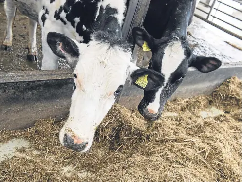  ??  ?? DAIRY TRIALS: The company’s new product, Neolac, has been trialled on various dairy farms in Ayrshire