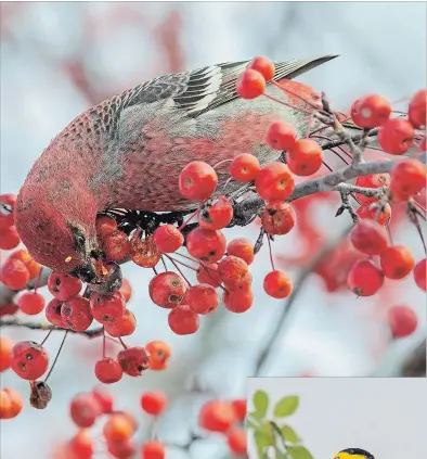  ?? DON MUNRO SPECIAL TO THE EXAMINER ?? A male Pine Grosbeak eating crab apples on a tree in Campbellfo­rd last week. For the first time in years, Evening Grosbeaks are showing up at feeders throughout the Kawarthas.