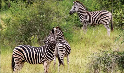  ?? EDIÇÕES NOVEMBRO ?? País conta com oito parques nacionais, além de sete outras reservas naturais, que juntos cobrem 82 mil quilómetro­s quadrados