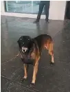  ??  ?? A México. Experto en rescates es este perro de Saltillo, quien viajó con su dueño Luis Campos.