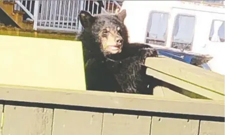  ?? PHOTOS: BCB BLACK BEARS ASSOCIATIO­N ?? Unprotecte­d bins outside rentals and strata buildings are attracting bears and other wildlife, advocates say.